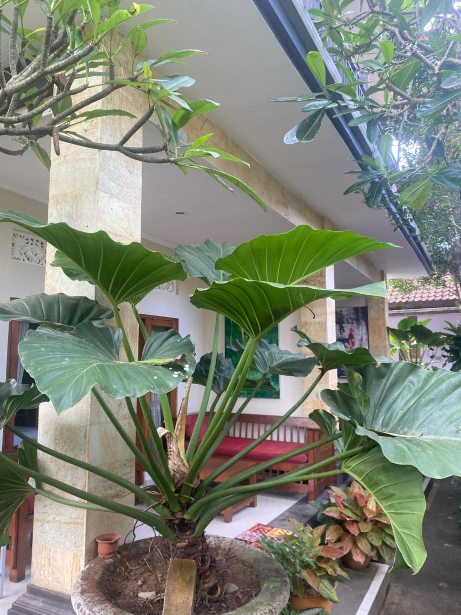 Gus Arditya Homestay Ubud  Luaran gambar