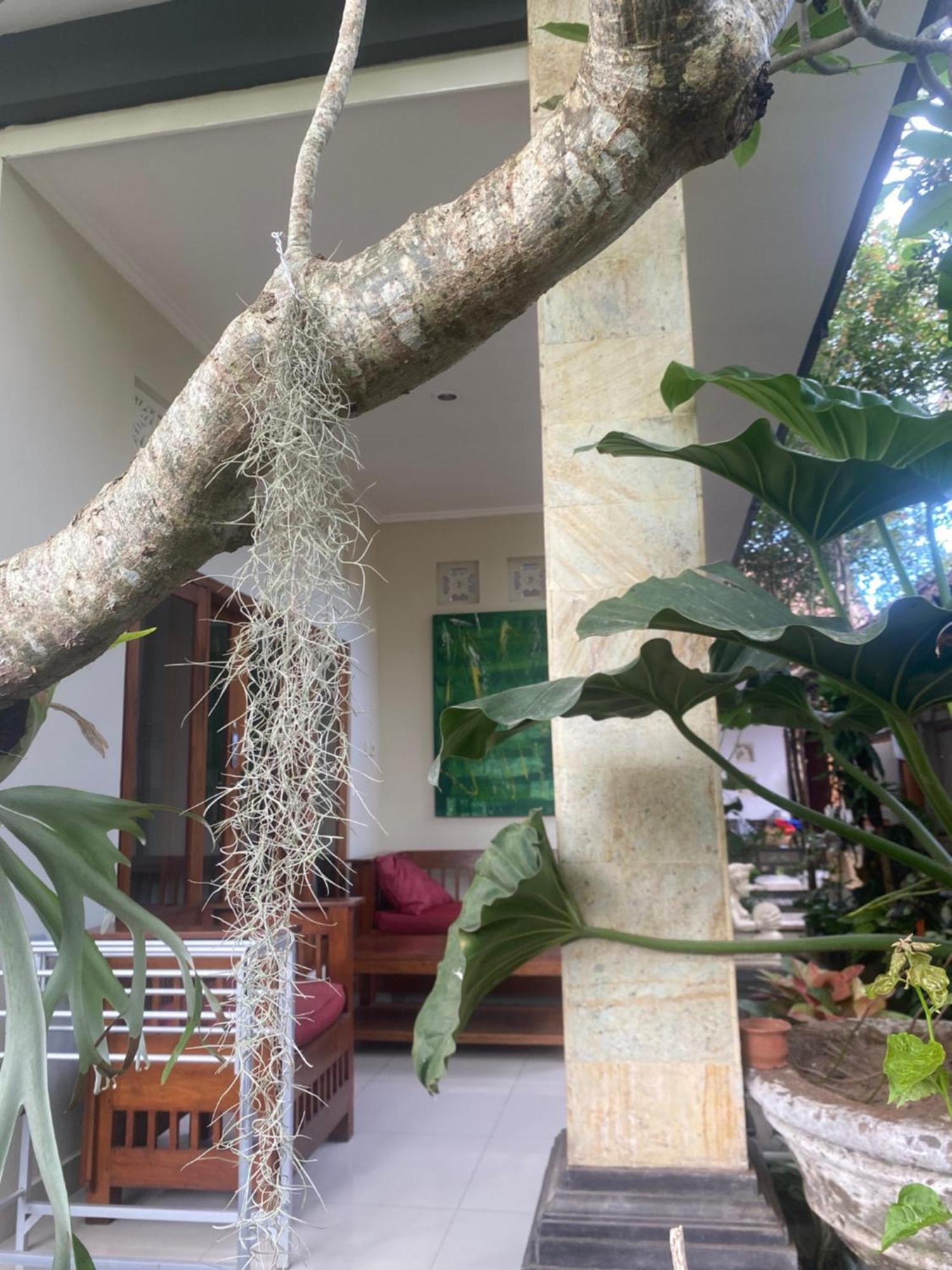 Gus Arditya Homestay Ubud  Luaran gambar