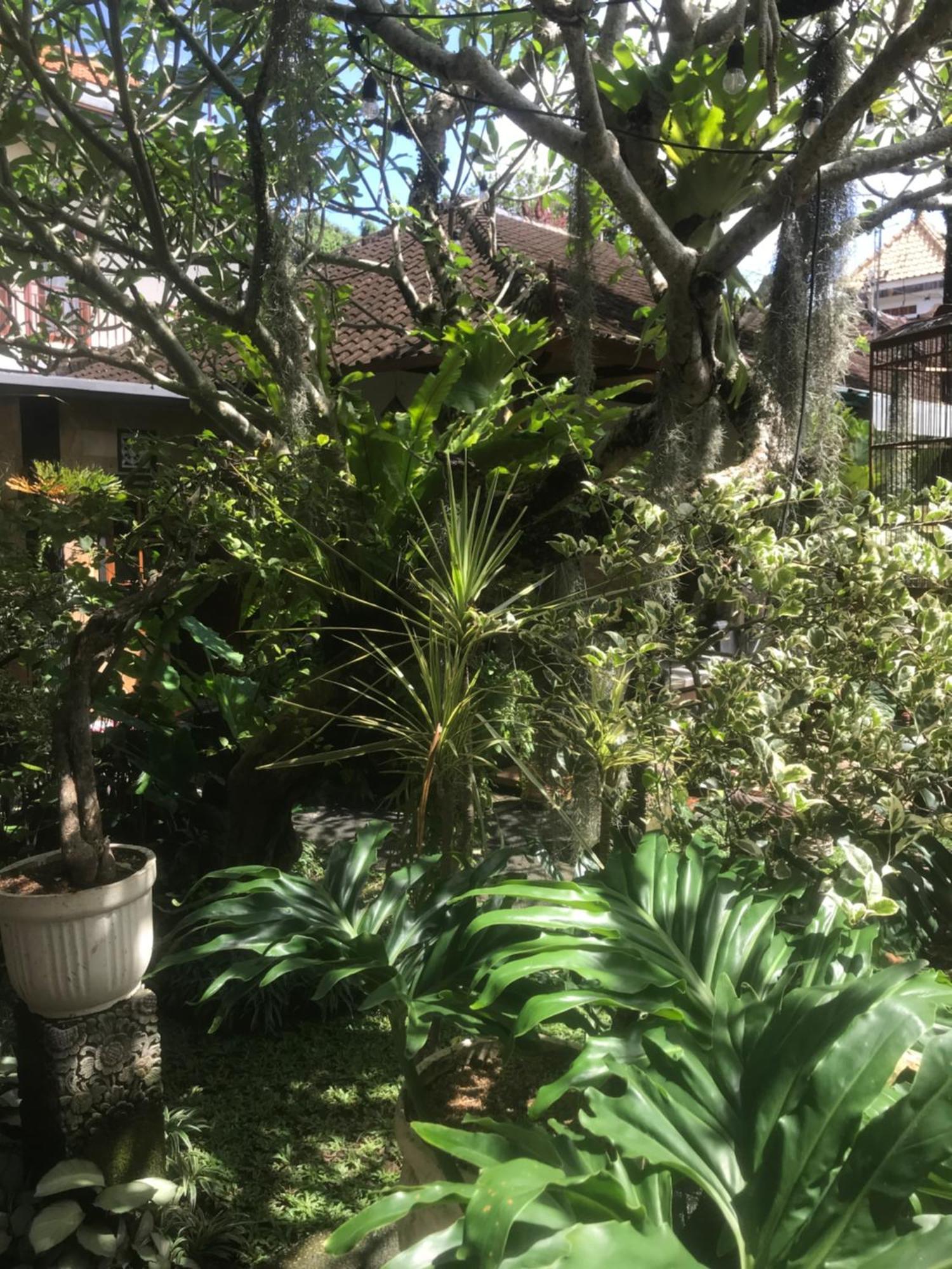 Gus Arditya Homestay Ubud  Luaran gambar